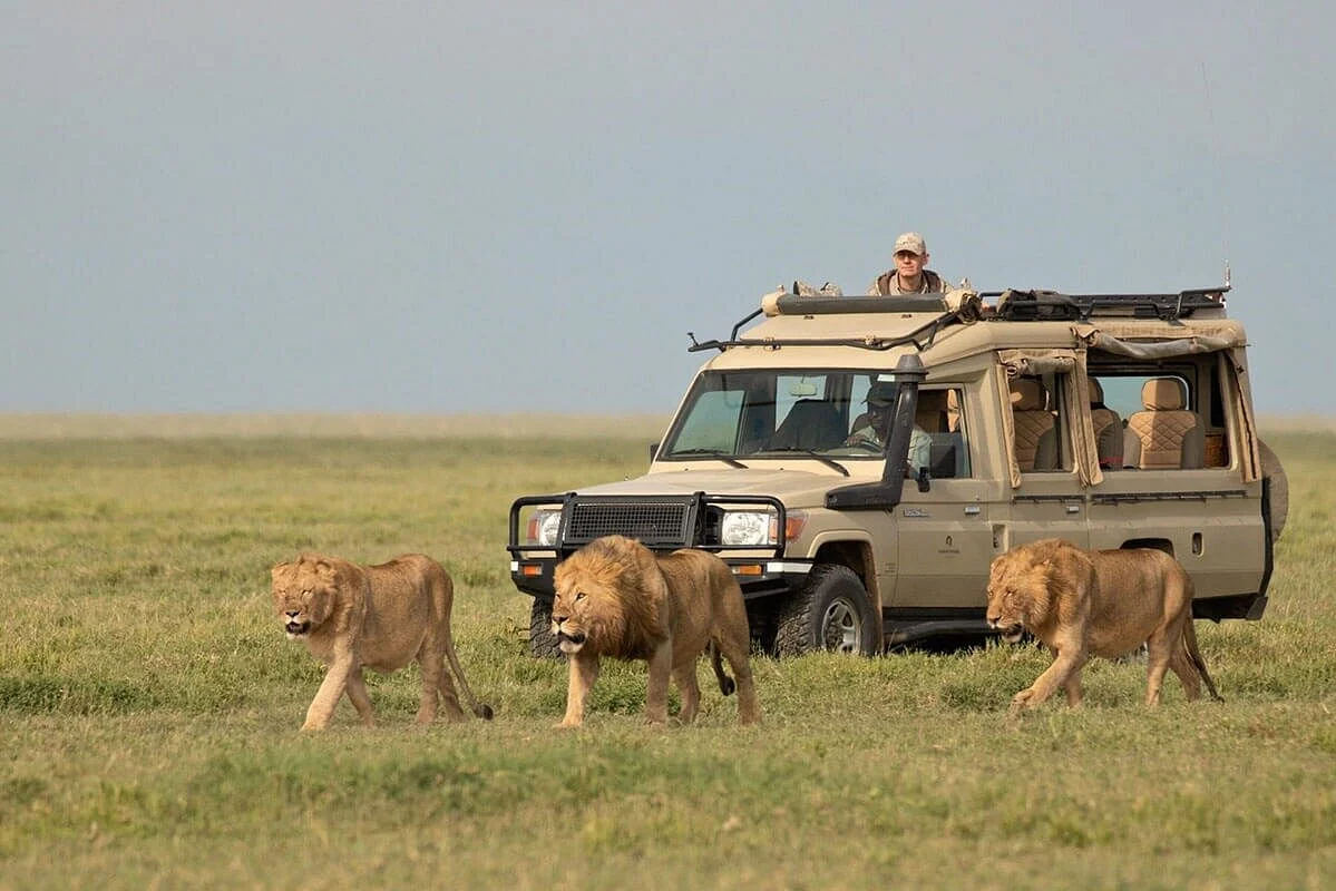 Wild Collections Tanzania