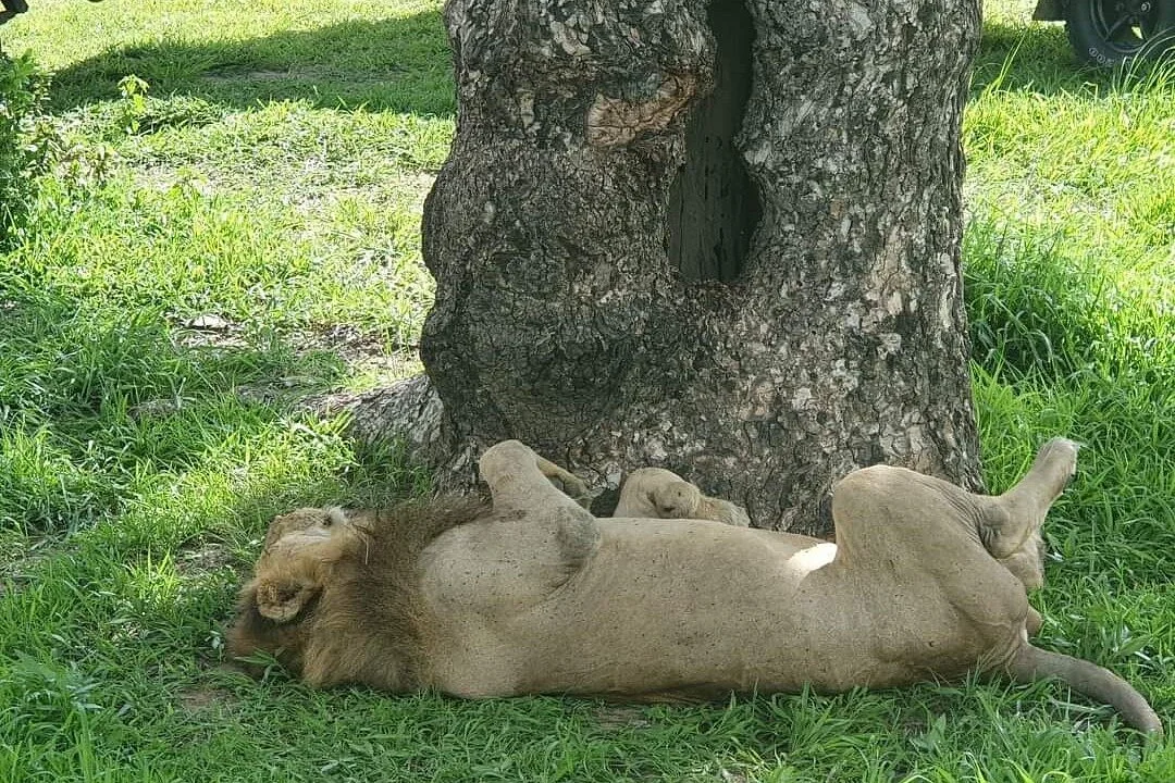 Smile tours & safaris zanzibar