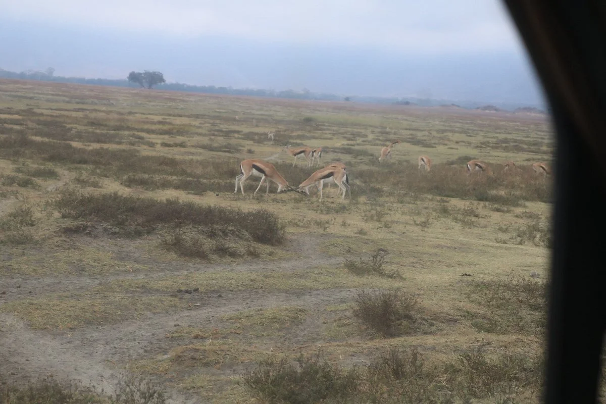Zuriafrica Safaris