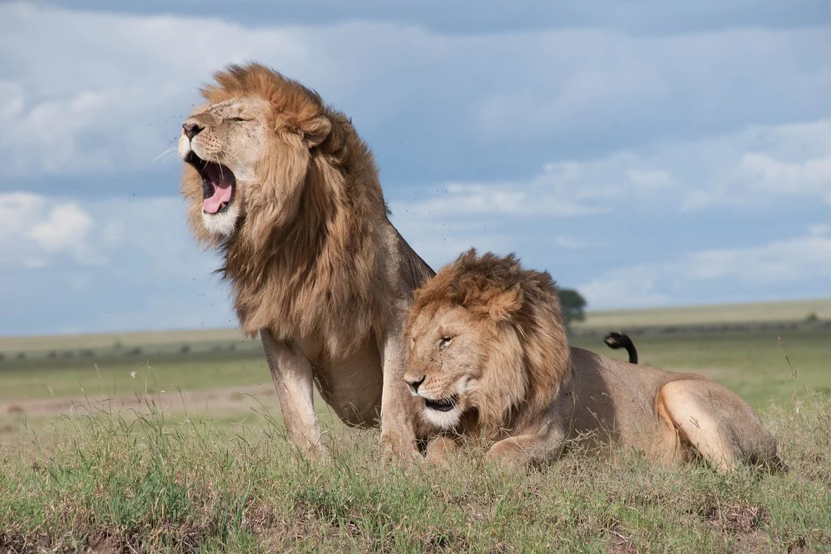 Serengeti Clarity