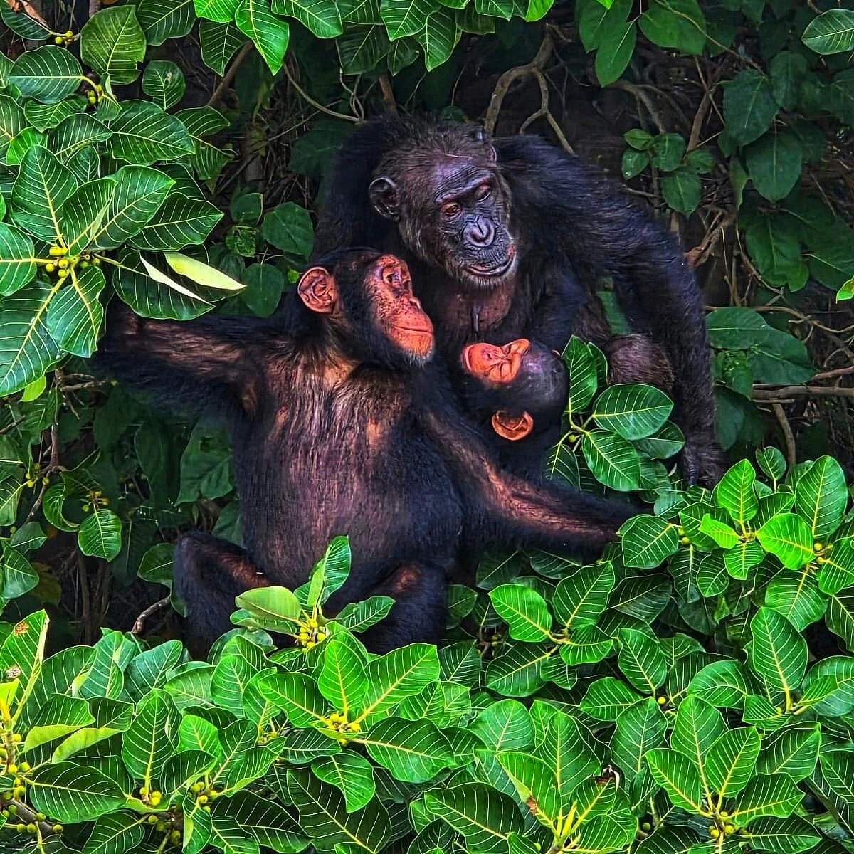 Gambia Favourite Tours