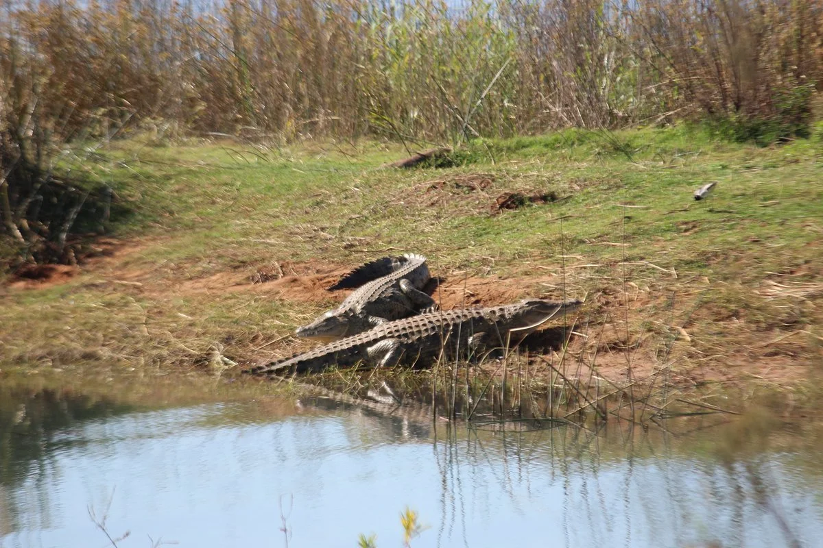 Pongola Game Reserve