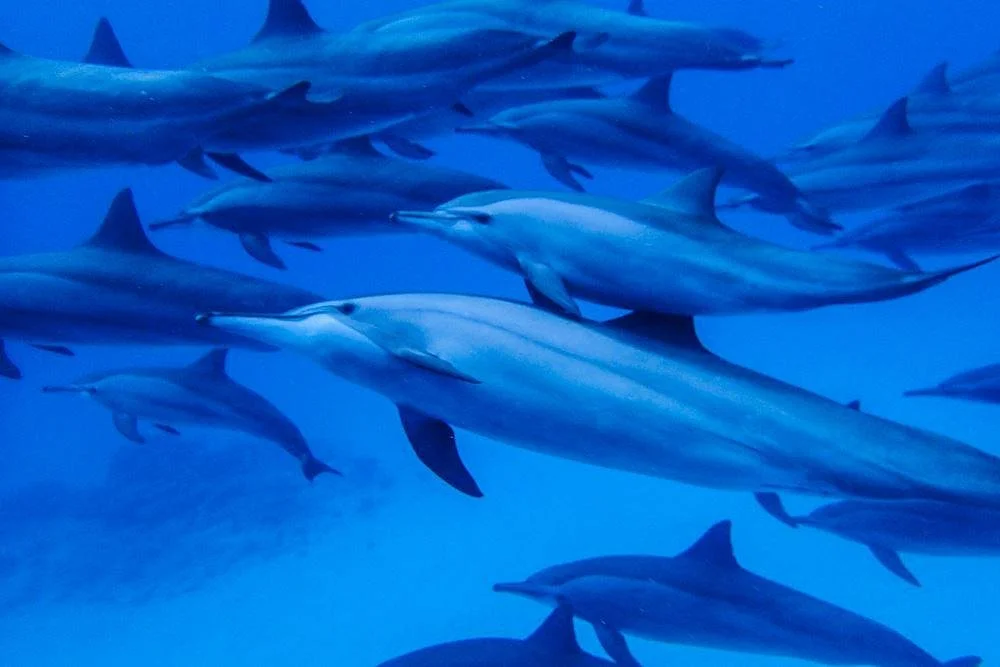 Marsa Alam Ausfluege Day Tours