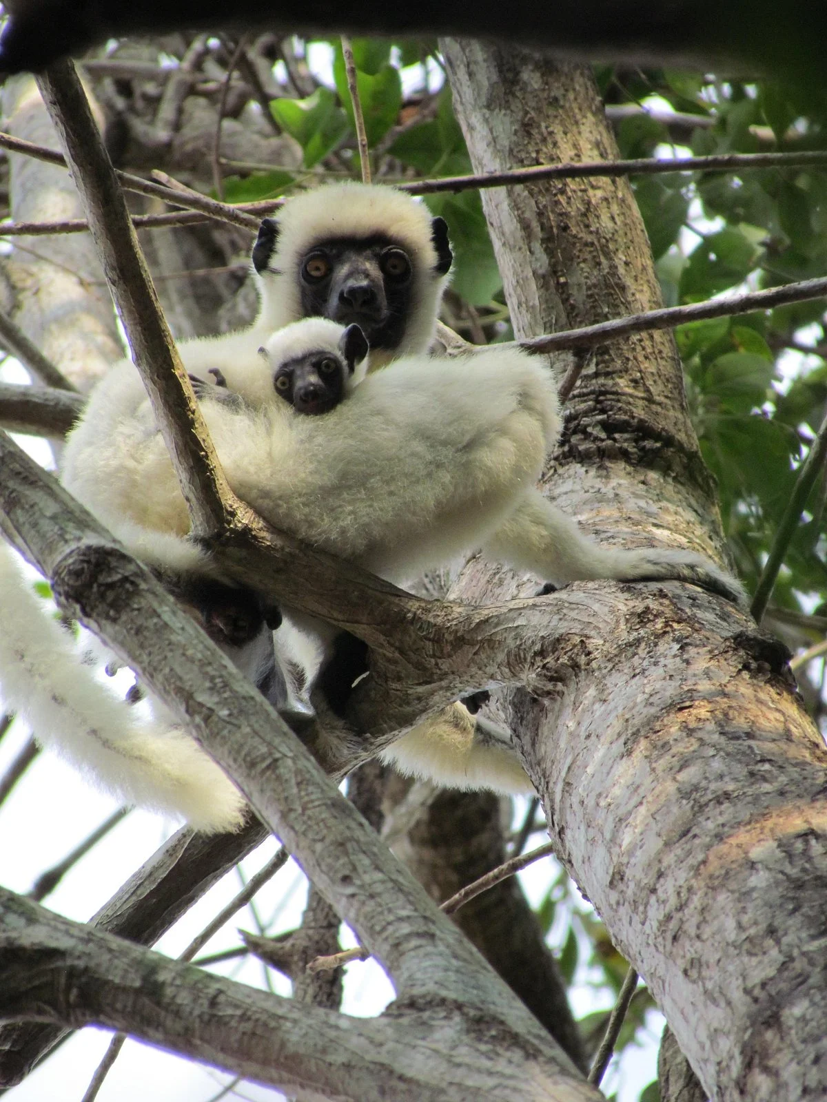 Madagascar Local Tour (M.L.T)