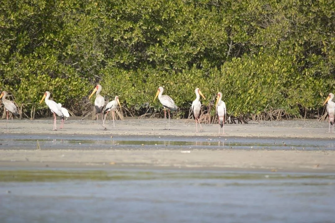 Vitrine Touristique du Sine Saloum