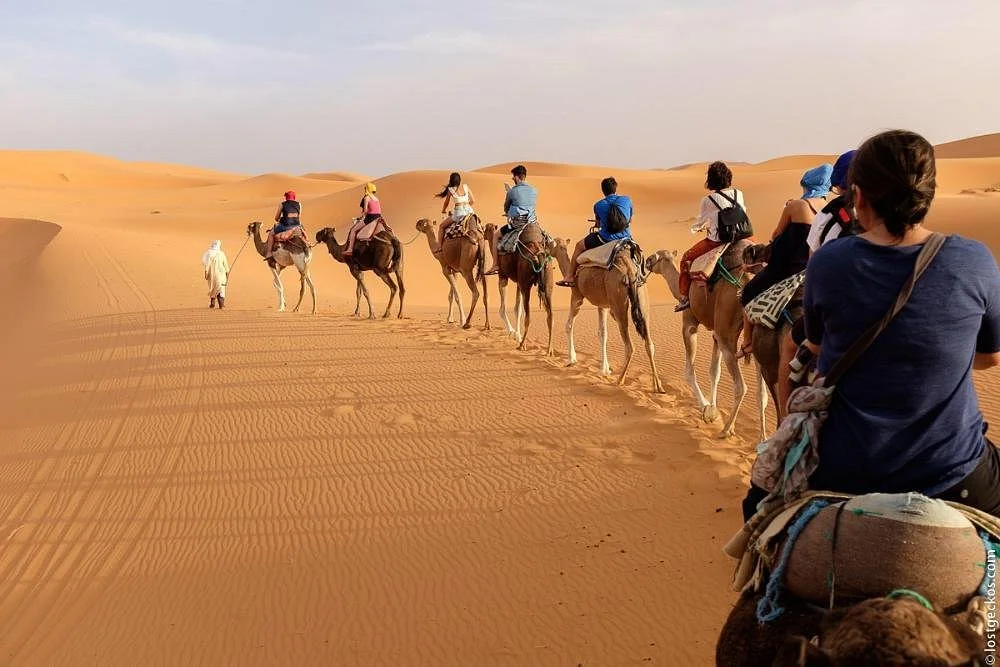 Moroccan Safari