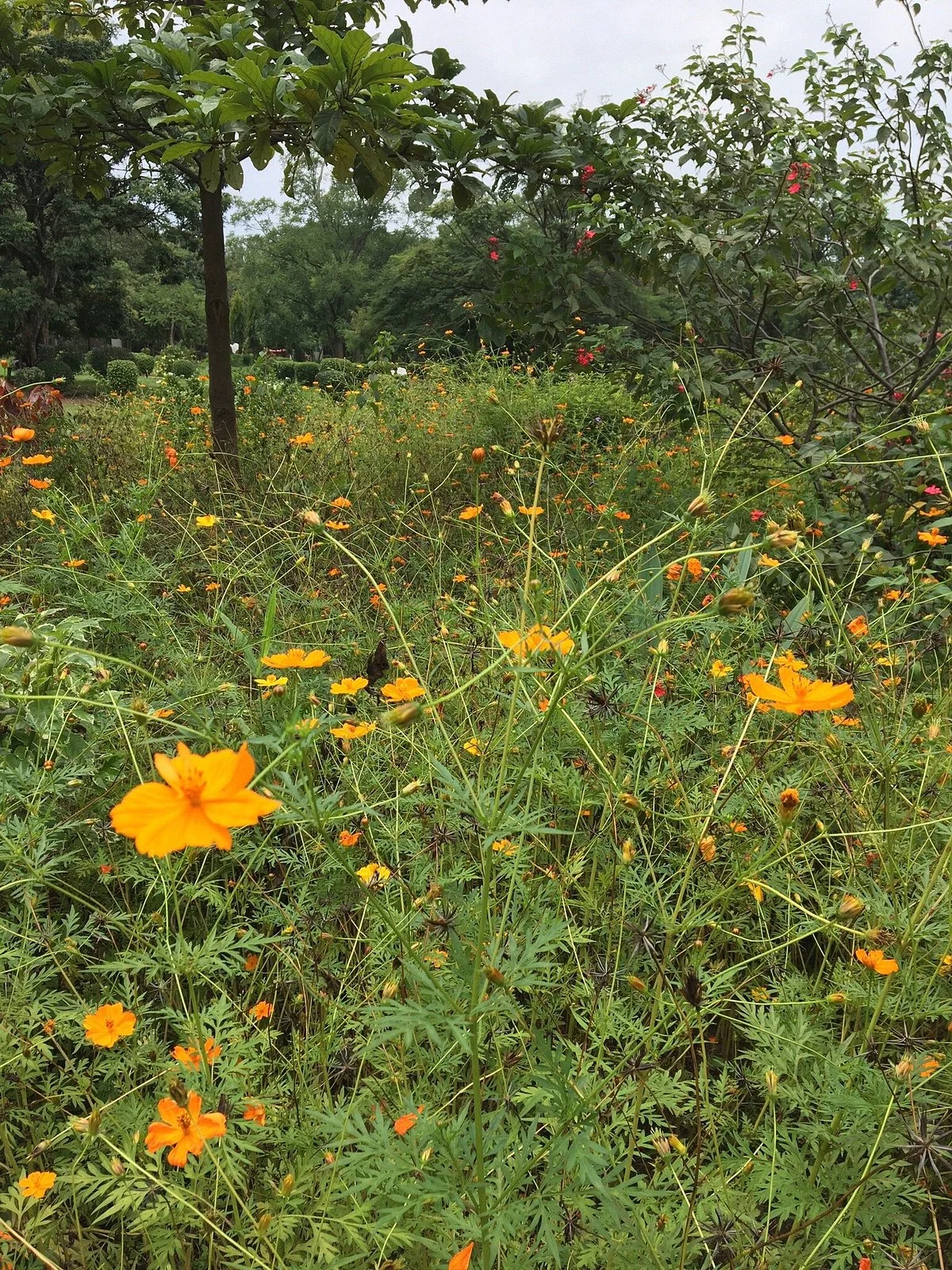 Jardin Public