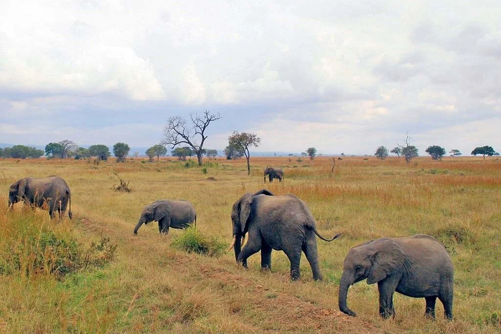 Rino Adventure Safaris