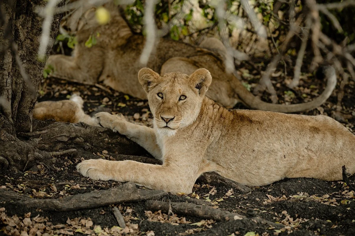 Undugu Safaris