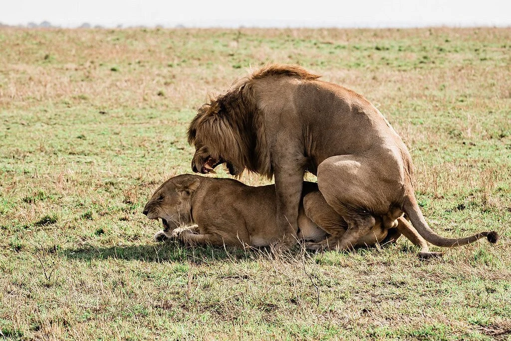 Kimanaa Africa Safaris