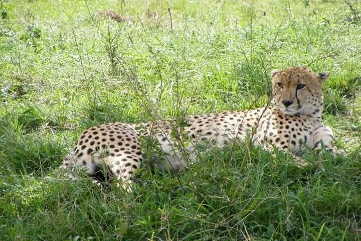 3 Days Masai Mara Safari in Kenya