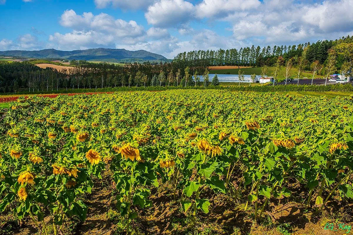 Flower Land Kamifurano