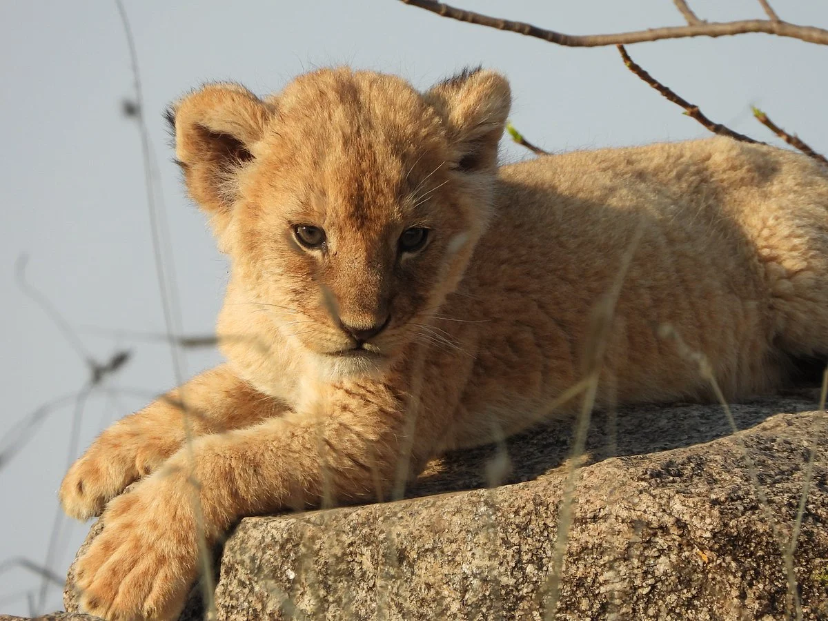 Tanuga Safaris