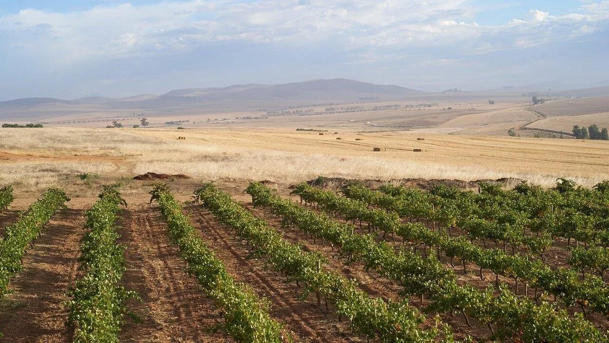 The Hughes Family Wines