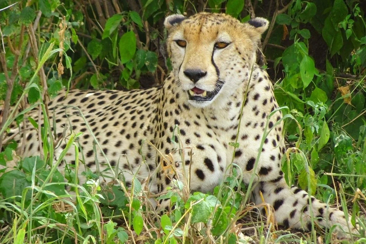 Enjipai Safari