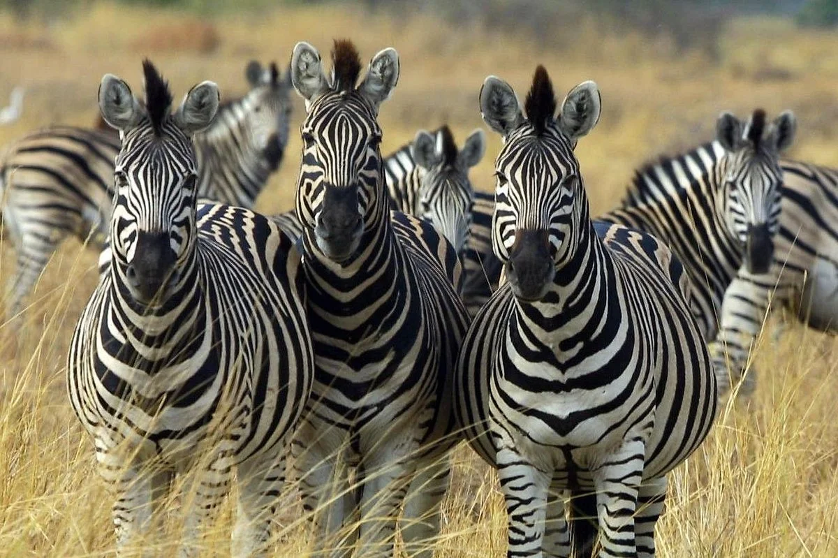 EUGEN TANZANIA SAFARIS