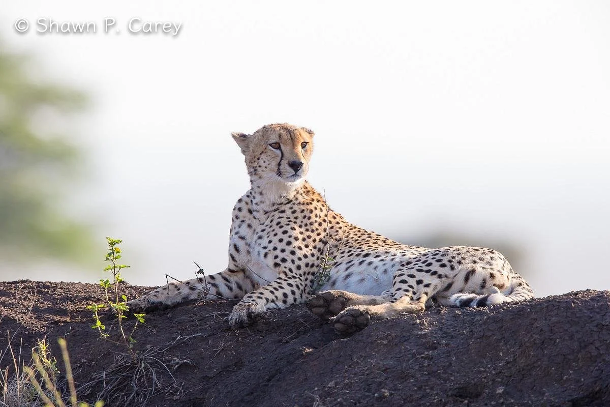 Nasera Safaris