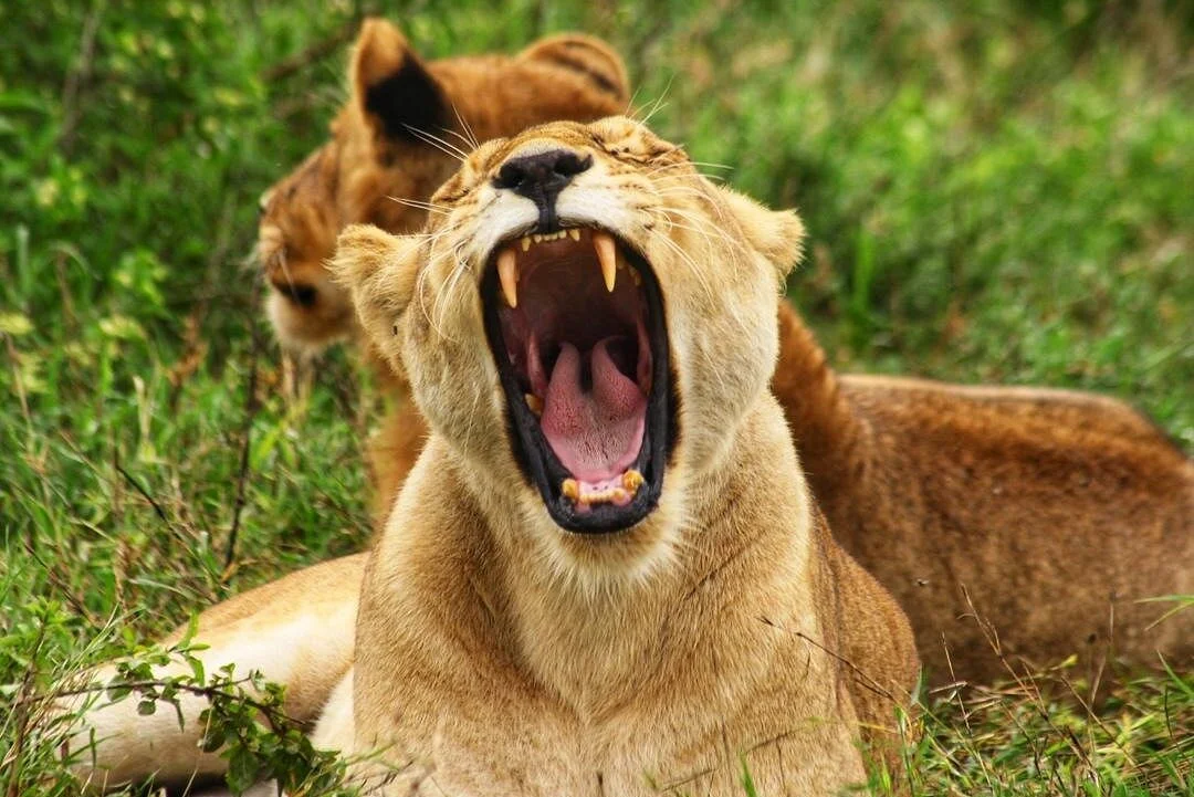 Lemboranisms tour and safaris