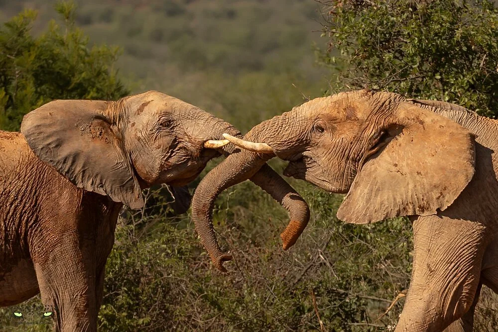Apex Tours & Safaris