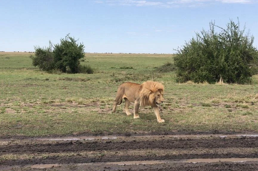 Yield Tours & Safaris Ltd