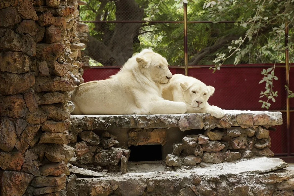 Karachi Zoo