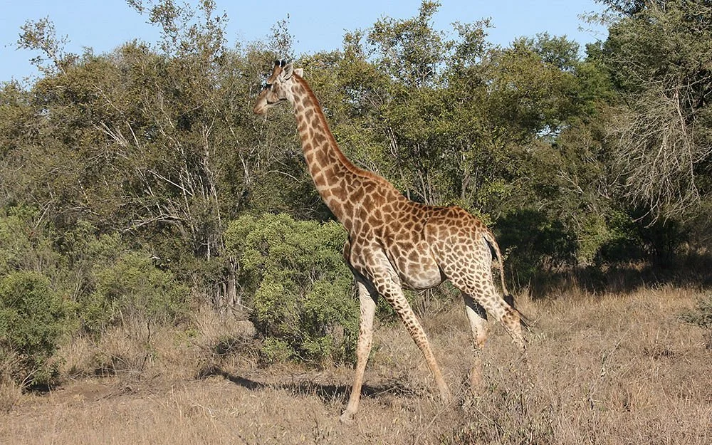 Cape to Kruger Tours & Safaris