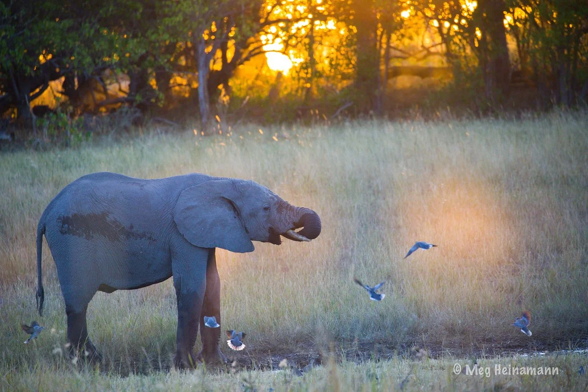 African Guide Academy