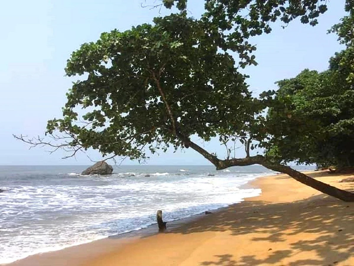 Ebodjé Plage Et Ses Tortues