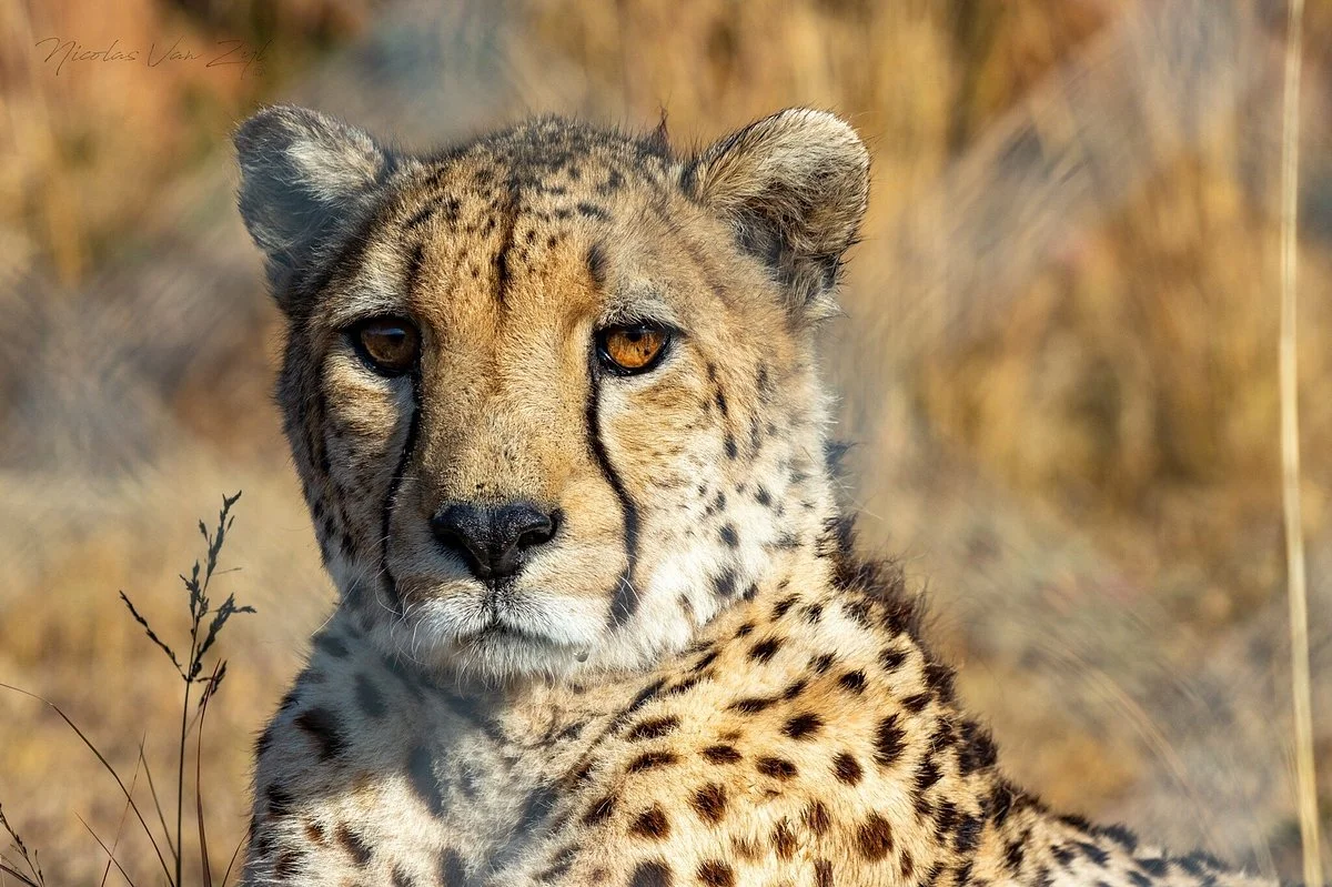 Pumbaa Wildpark And Accommodation