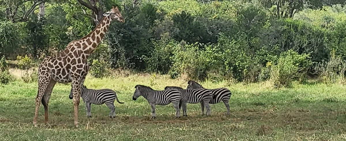 Victoria Falls Private Game Reserve