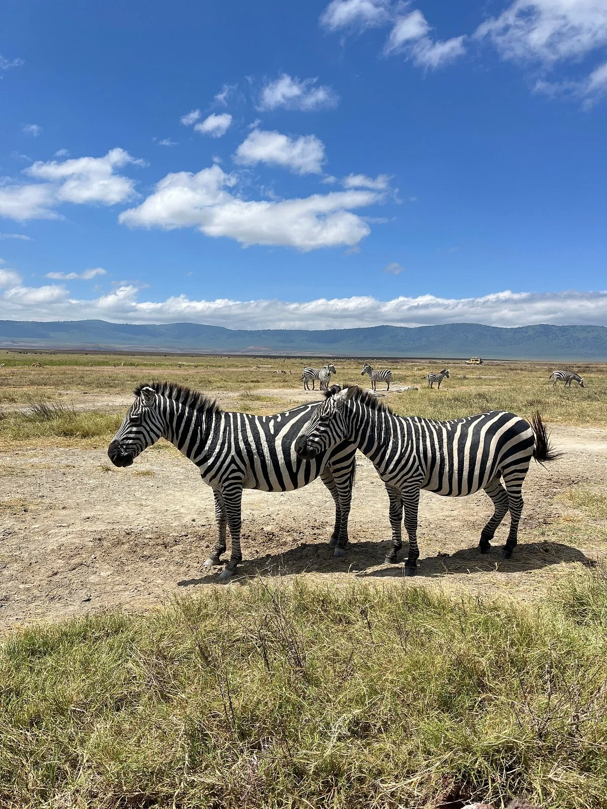 Gibaco Tanzania Safari
