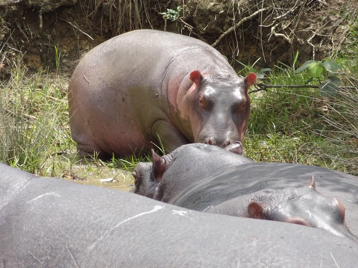 Hippo Shuttle