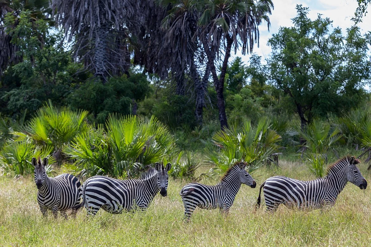 Seko Safaris