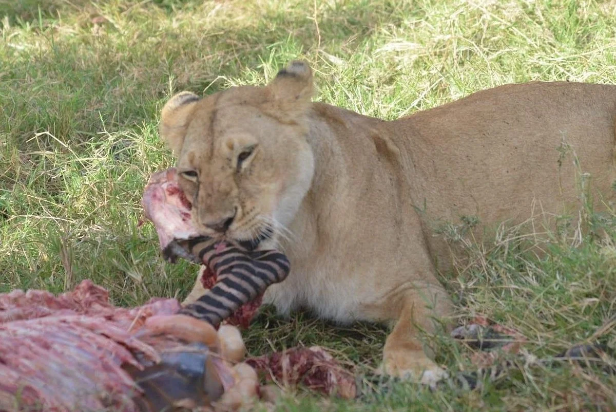 3 Days in Masai Mara