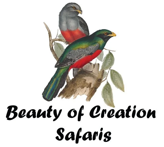 Beauty of Creation Tours & Safaris