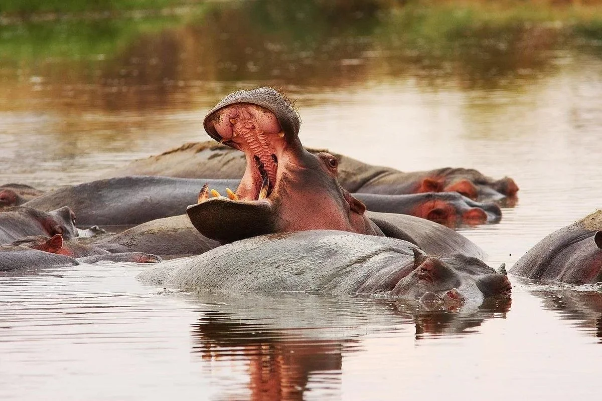 We Cab Tours and Safaris (Katavi Branch)