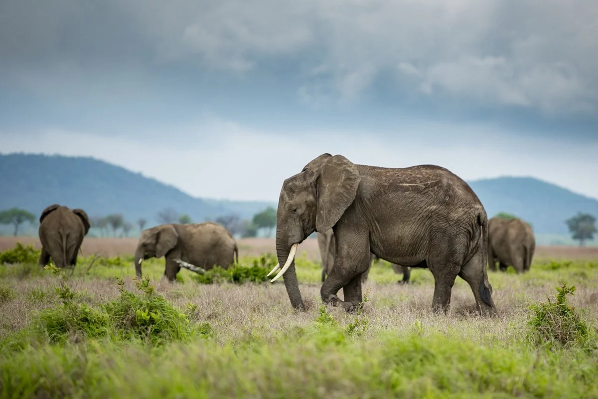 Bricab Logistics & Safaris Limited