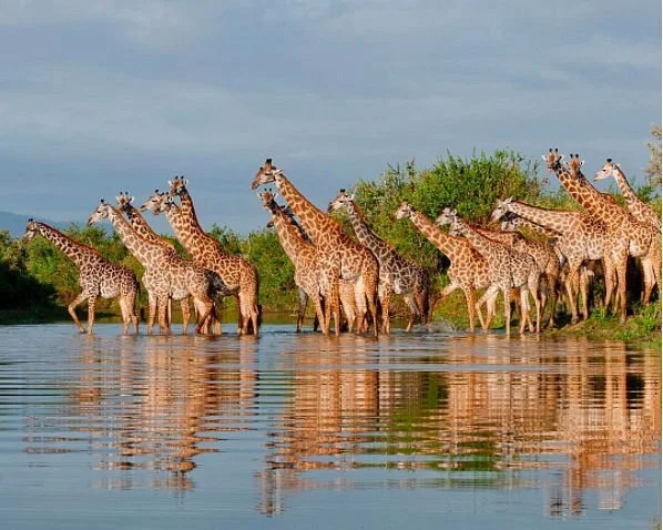 Selek Tours & Safaris