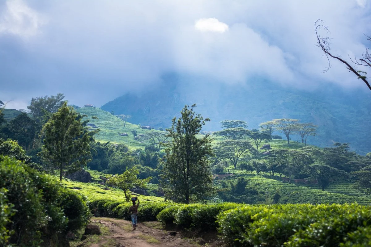 Mount Namuli