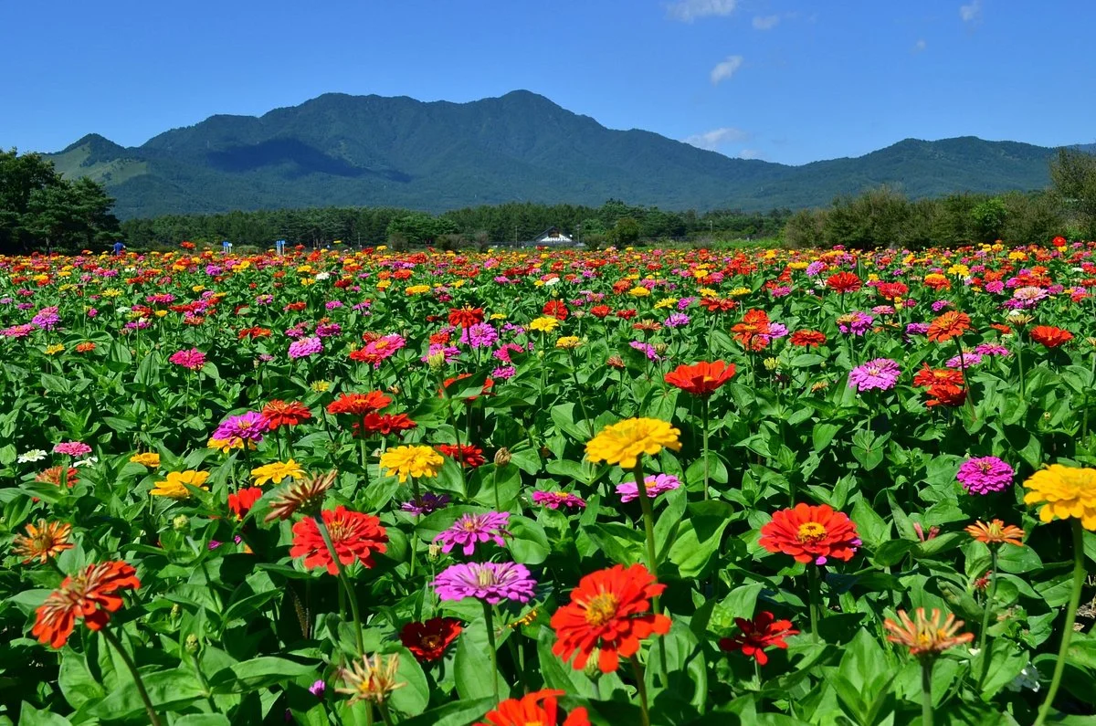 Yamanakako Hananomiyako Park