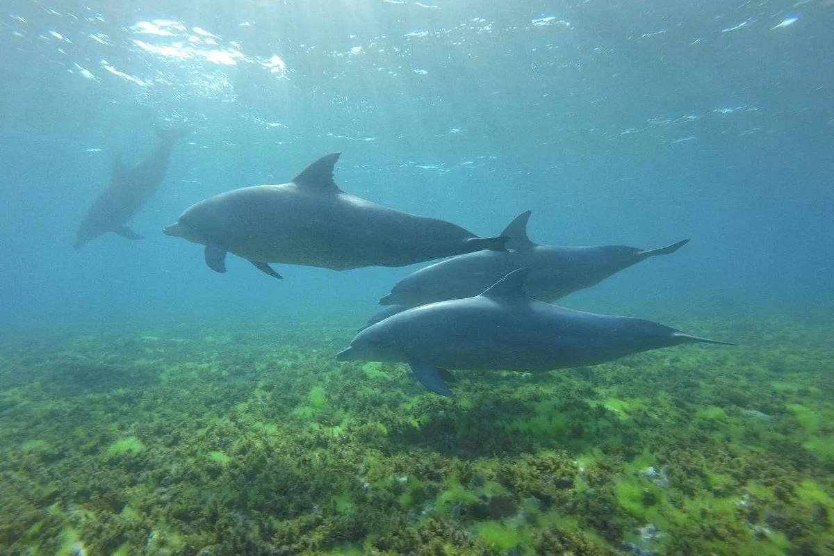 Ethical Dolphin Tours - Kizimkazi, Zanzibar