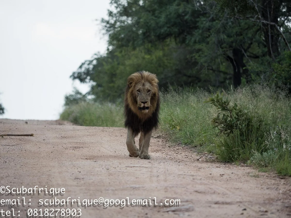 Down South Safaris