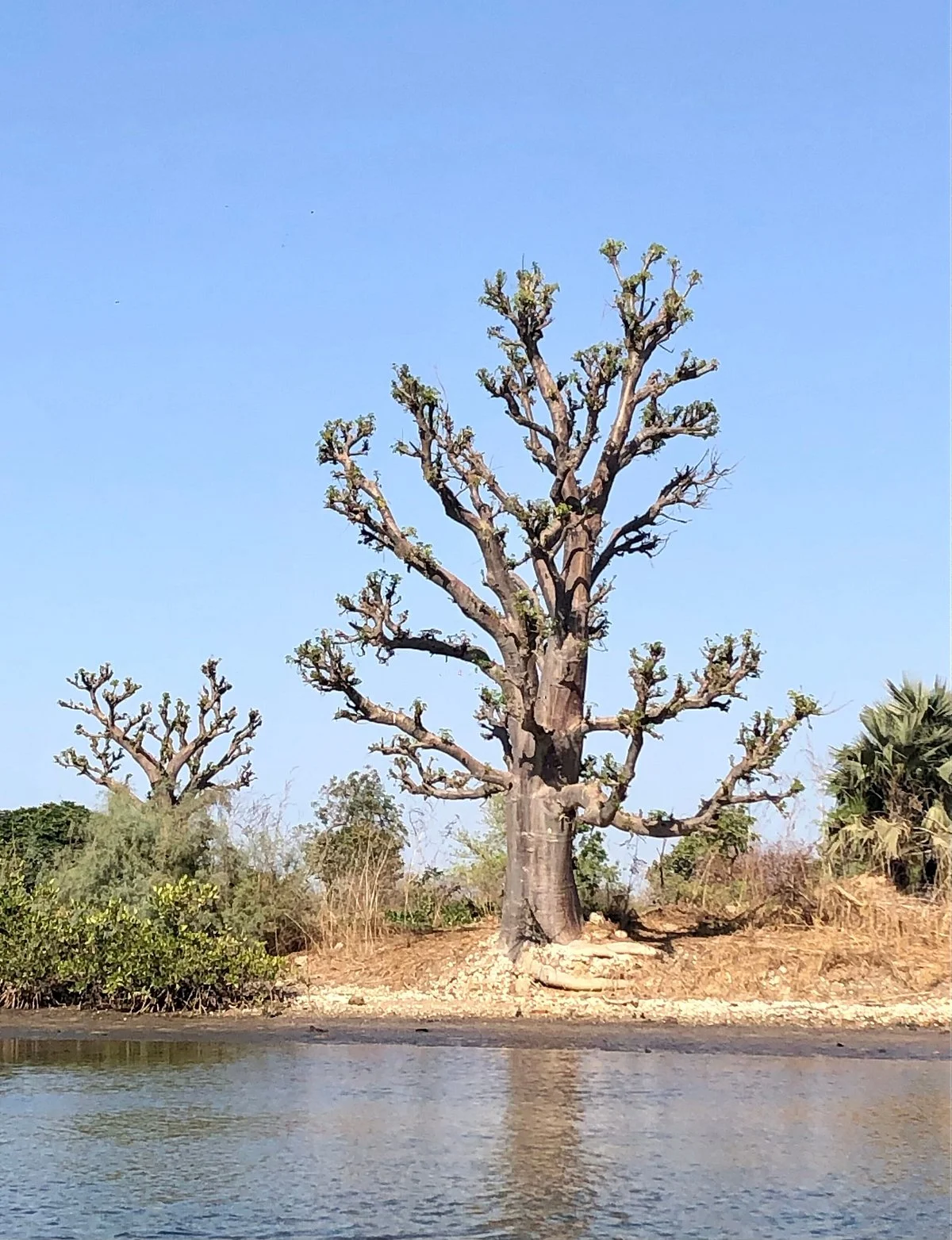 Saloum Découvertes