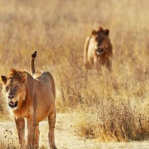 Qta Tours and Safaris - Diani Beach
