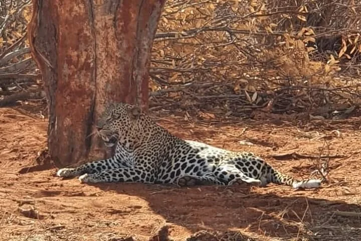 KT & safaris