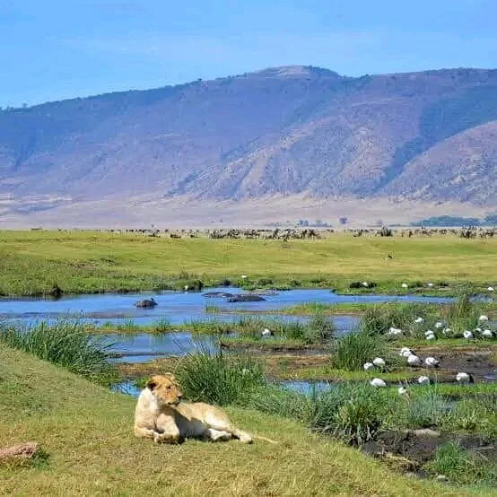 Zilikundi African Safaris