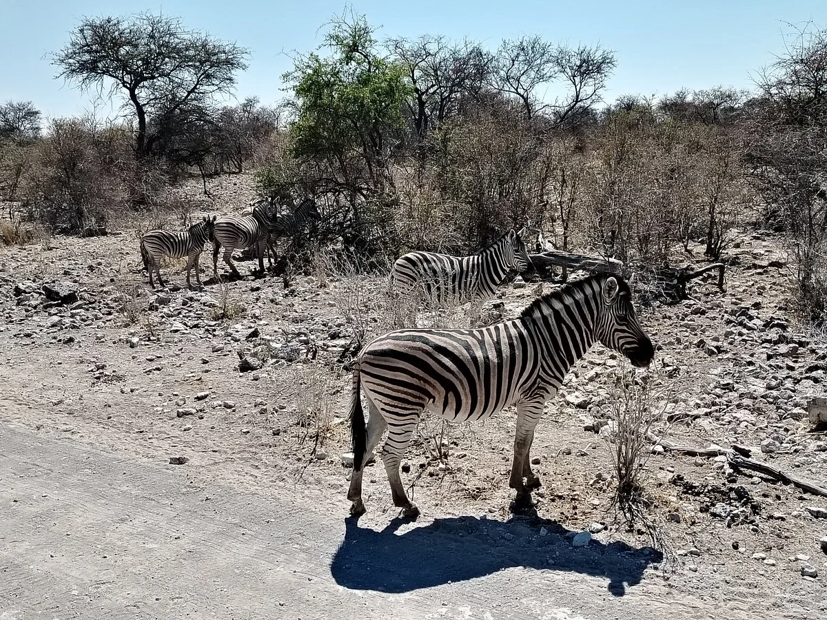 Matiti Safaris