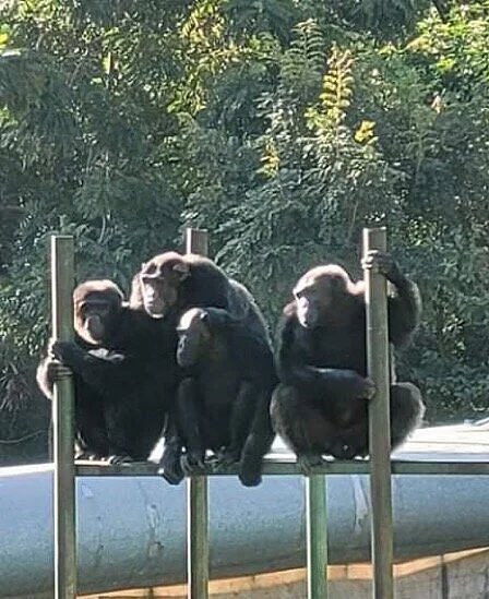 J.A.C.K Primate Rehabilitation Centre