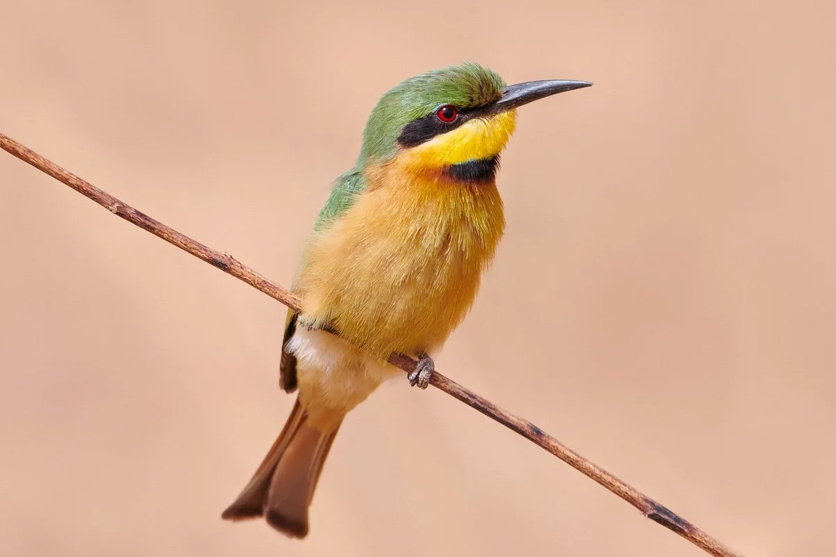 Senegambia Birding