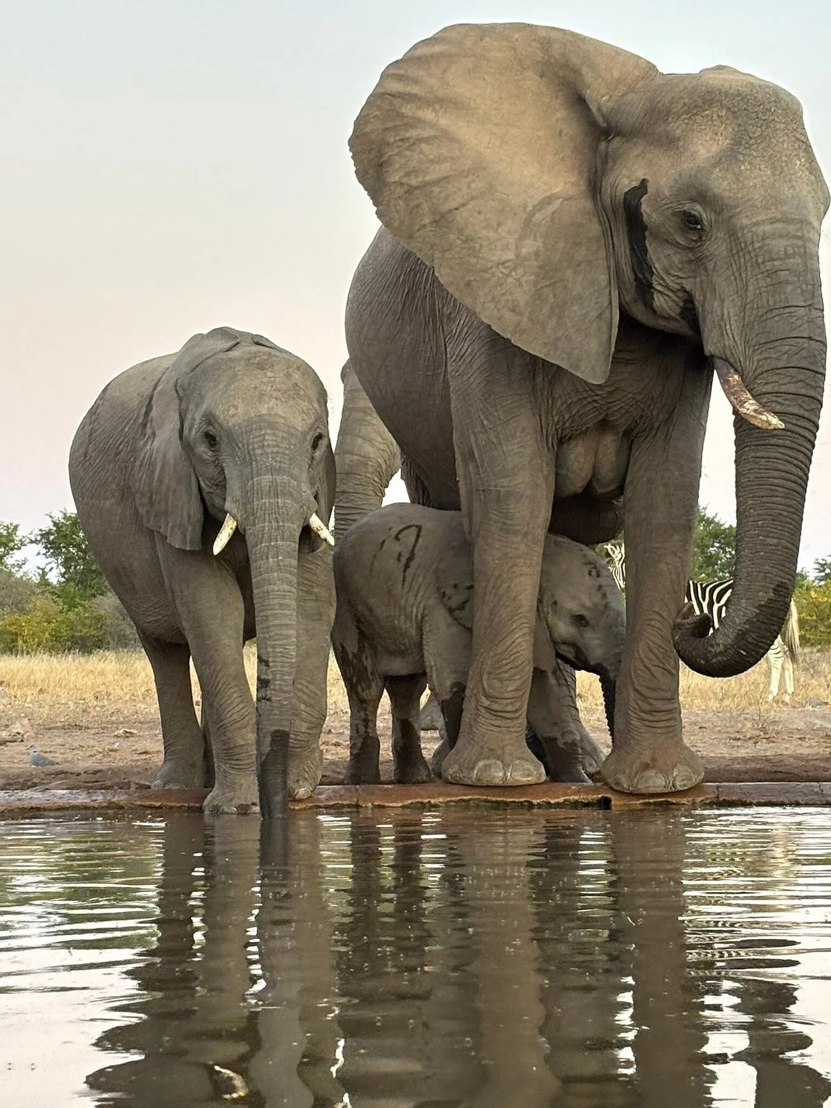 Tswehe Wildlife Reserve